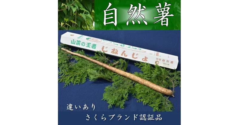 【ふるさと納税】さくらブランド認証品　えみの自然薯　1本（700g以上）山芋 とろろ 国産 健康※2023年11月下旬頃より順次発送予定