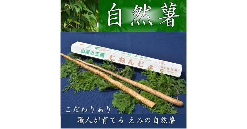 【ふるさと納税】さくらブランド認証品　えみの自然薯　2本（1.5kg以上）山芋 とろろ 国産 健康※2023年11月下旬頃より順次発送予定