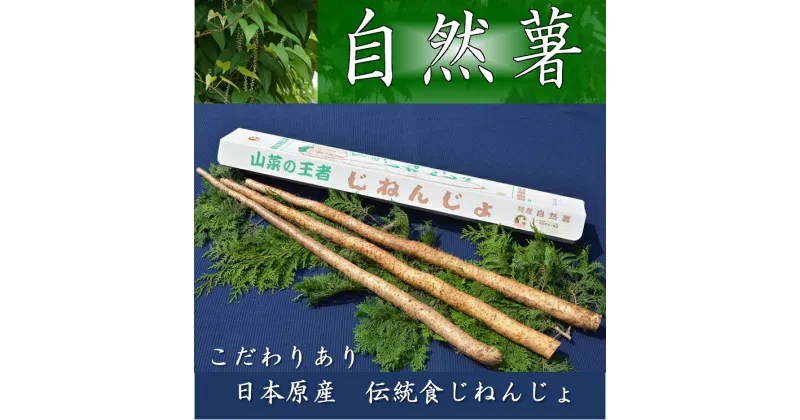 【ふるさと納税】さくらブランド認証品　えみの自然薯　2～3本（2.3kg以上）山芋 とろろ 国産 健康※2023年11月下旬頃より順次発送予定