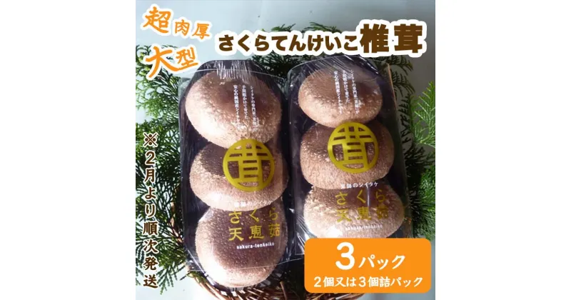 【ふるさと納税】超肉厚大型しいたけ”さくらてんけいこ”3パックセット シイタケ キノコ きのこ 野菜