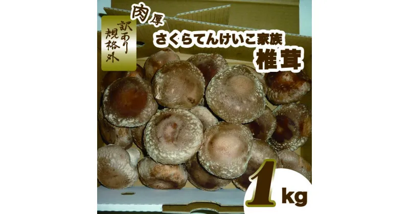 【ふるさと納税】肉厚しいたけ“さくらてんけいこ家族(規格外)”1kg　シイタケ きのこ キノコ 野菜 送料無料